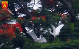 Ngắm đảo cò Hưng Yên mùa phượng vỹ